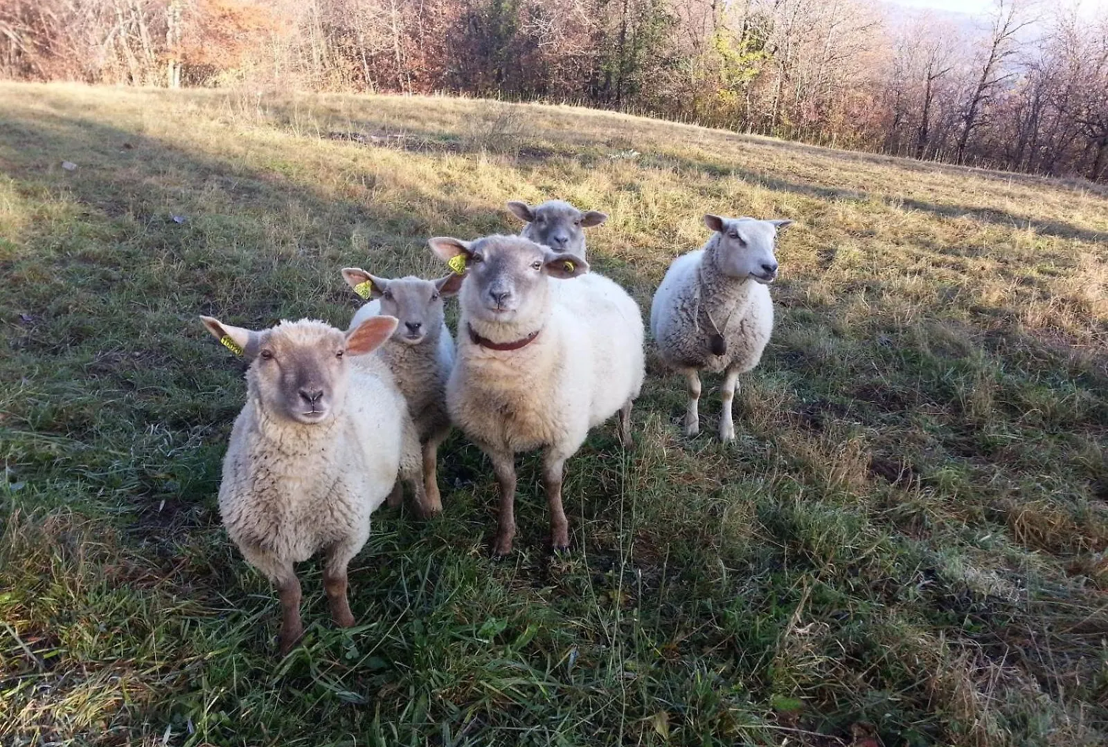 فيلا Eco-Refuge De Montailloux Corbonod فرنسا
